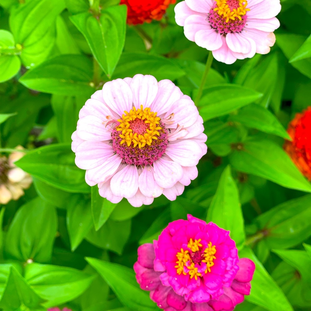 Meet your Posher, Liv